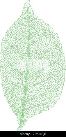 green leaf with detailed texture, vector Stock Vector