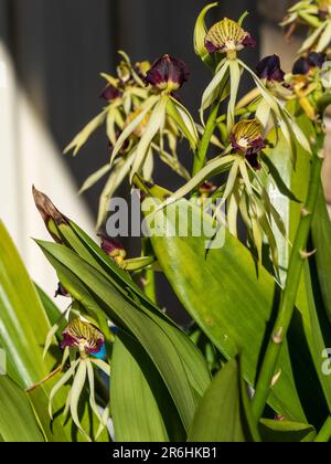 Unusual looking dark red purple Clamshell, Black or Octopus Orchids flowering on mass, Green Leaves Stock Photo