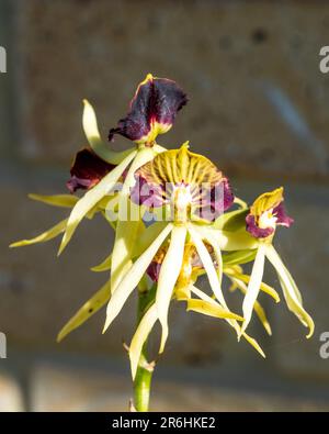 Unusual looking dark red purple Clamshell, Black or Octopus Orchids Stock Photo