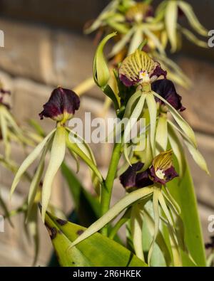 Unusual looking dark red purple Clamshell, Black or Octopus Orchids Stock Photo