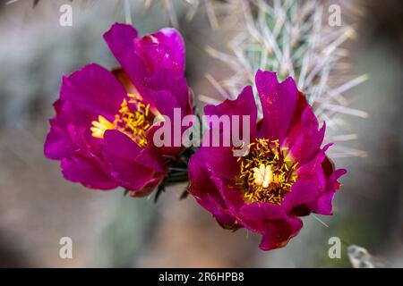 Cactus Flower, Spanish Bell Tower, Organ Mountains, Fire Hydrant, Stucco Columns and Shadows, Cowboy Boot Welcome Sign Stock Photo