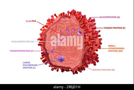 Spherical respiratory syncytial virus, illustration Stock Photo