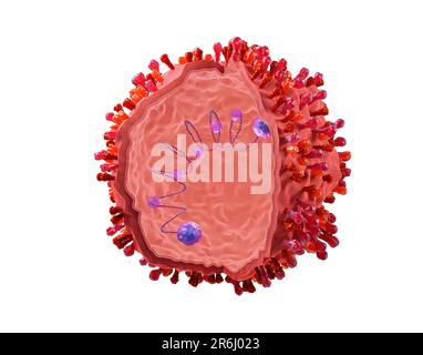 Spherical respiratory syncytial virus, illustration Stock Photo