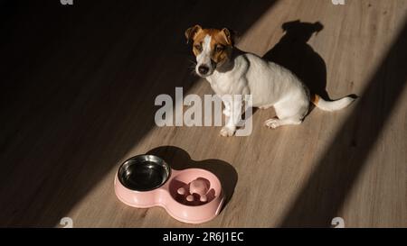 https://l450v.alamy.com/450v/2r6j1ec/a-double-bowl-for-slow-feeding-and-a-bowl-of-water-for-the-dog-top-view-of-a-jack-russell-terrier-dog-near-a-pink-plate-with-dry-food-on-a-wooden-2r6j1ec.jpg