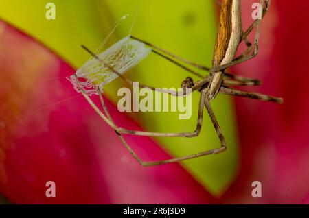 Rufous net casting Spider, Ogre-faced Spider with net. Stock Photo