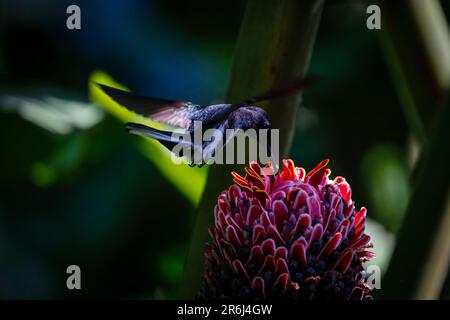 Small Black Jacobin sucking nectar from a red torch lily in flight, shadow and light, Folha Seca, Brazil Stock Photo
