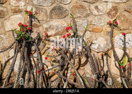 Red blooming succulents in front of an old stone wall in afternoon light, Paraty, Brazil Stock Photo