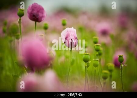 Lila Mohn Feld bei Bad Salzufeln in der Blütezeit, Papaver, Papaver somniferum, Ostwestfalen Lippe, NRW, Deutschland, Europa Stock Photo