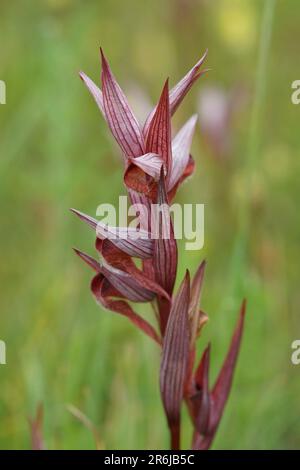 Natural vertical closeup on the red c olored Long-lipped tongue orchis, Serapias vomeracea against a green natural blurred background Stock Photo