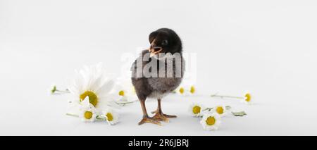 Cute little chick with chamomile flowers on light background Stock Photo