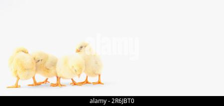 Cute little chicks on light background with space for text Stock Photo