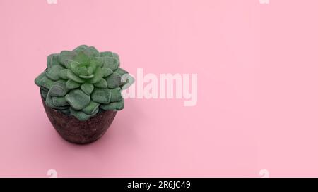 Top view of artificial green succulent with stone pot over pink background. Good for banner Stock Photo