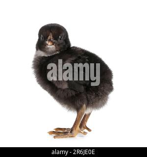 Cute little chick on white background Stock Photo