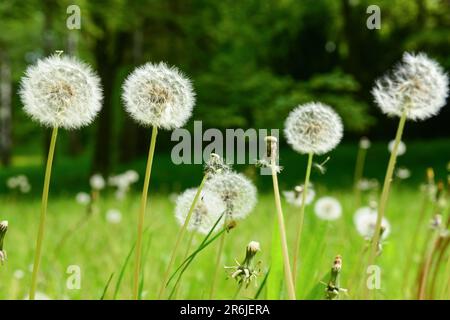 White dandelions growing in park Stock Photo
