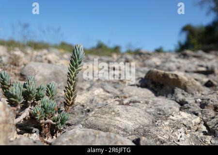 Natural wide-angle closeup on a Mediterranean pale stonecrop plant, Petrosedum sediforme growing on stones Stock Photo