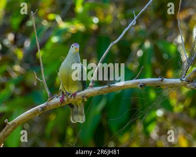 Atoll Fruit-Dove, Ptilinopus coralensis, a beautiful dove endemic to the Tuamotu Islands of French Polynesia Stock Photo