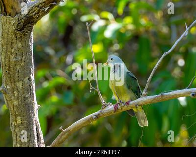 Atoll Fruit-Dove, Ptilinopus coralensis, a beautiful dove endemic to the Tuamotu Islands of French Polynesia Stock Photo