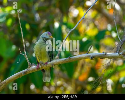 Atoll Fruit-Dove, Ptilinopus coralensis, a beautiful dove endemic to the Tuamotu Islands of French Polynesia Stock Photo