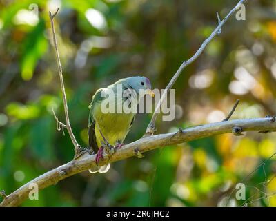 Atoll Fruit-Dove, Ptilinopus coralensis, a beautiful dove endemic to the Tuamotu Islands of French Polynesia Stock Photo