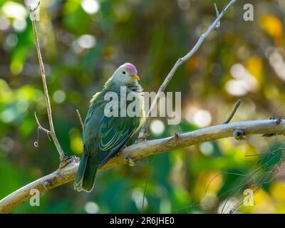 Atoll Fruit-Dove, Ptilinopus coralensis, a beautiful dove endemic to the Tuamotu Islands of French Polynesia Stock Photo