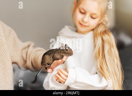 Young girl playing with cute chilean degu squirrel.  Cute pet sitting on kid's hand Stock Photo