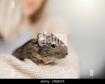 Young girl playing with cute chilean degu squirrel.  Cute pet sitting on woman's hand Stock Photo