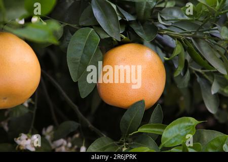 Ripening grapefruits growing on tree in garden Stock Photo