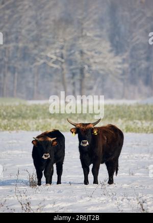 Pastoral landscape with grazing cows and snowy mountains in New Zealand ...