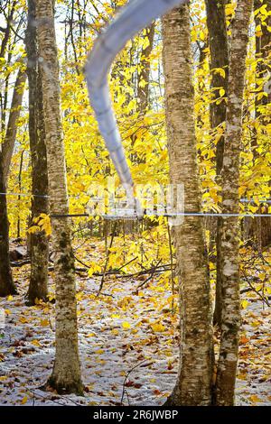 The sugar maple trees with a series of lines running through it