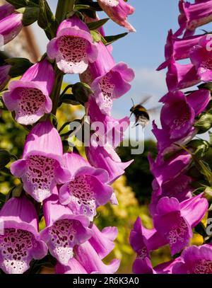 A bee approaching a Foxglove flower Stock Photo