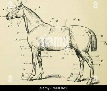 The encyclopædia of the stable: a complete manual of the horse, its breeds, anatomy, physiology, diseases, breeding, breaking, training and management, with articles on harness, farriery, carriages, etc. comprising a thousand hints to horse owners Stock Photo