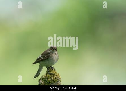European pied flycatcher, Ficedula hypoleuca, female breeding plumage Stock Photo