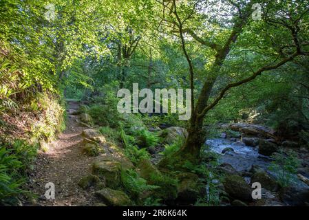 Beautiful river running through ancient woodlands in Dartmoor National Park in Devon, UK. Stock Photo
