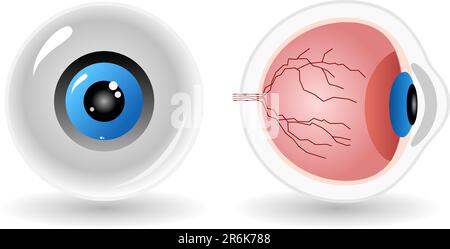 vector anatomy of human eye isolated on white background Stock Vector