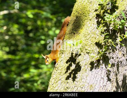 Red Squirrel ( Sciurus vulgaris) Stock Photo