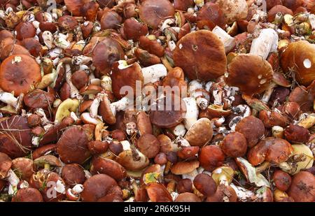 Mushroom year 2010, pick mushrooms, mix of chestnuts, butter, stone, birch mushrooms fresh from the forest Stock Photo