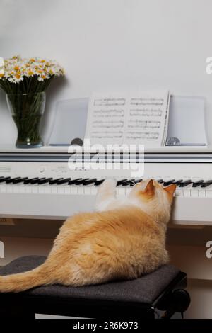 A fat serious cat lies on a bench and does not want to play the piano Stock Photo
