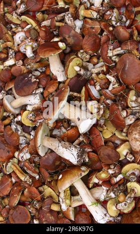 Mushroom year 2010, pick mushrooms, mix of chestnuts, butter, boletus, birch mushrooms fresh from the forest Lots of mushrooms Stock Photo