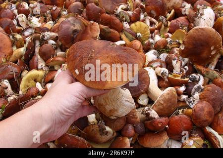 Mushroom year 2010, pick mushrooms, mix of chestnuts, butter, boletus, birch mushrooms fresh from the forest Lots of mushrooms Stock Photo