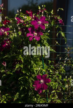 Climbing flowering clematis bush with large flowers on a net Stock Photo