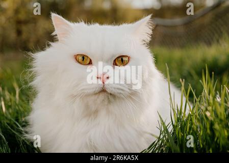 White highland straight fluffy cat, green lawn background.Domestic kitty on walk Stock Photo