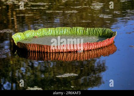 The largest Leaves of the waterlily (Victoria amazonica) Botanical gardens, Shibpur in Kolkata or Calcutta, West Bengal, India, Asia Stock Photo