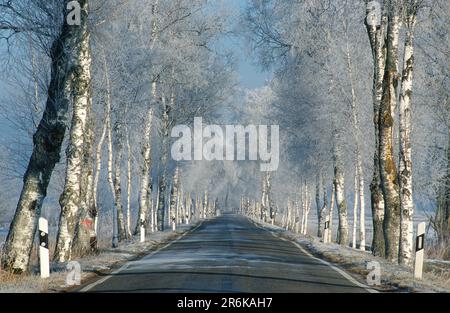 An avenue of birch trees in Upper Swabia near the Pfrunger Ried is covered with hoarfrost Stock Photo