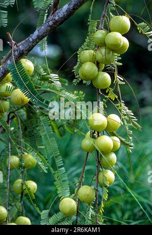 Indian gooseberry or Amla (Phyllanthus emblica) isolated on white ...