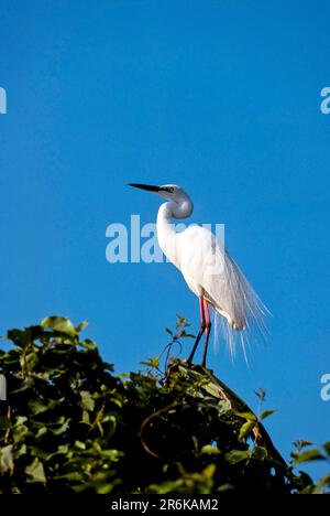 Eastern great egret (Ardea modesta) Ranganathittu Bird Sanctuary near Mysuru Mysore, Karnataka, South India, India, Asia Stock Photo