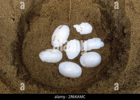 Mugger Crocodile (Crocodylus palustris) nest The Madras Crocodile Bank Trust and Centre for Herpetology near Chennai, Tamil Nadu, South India, India Stock Photo