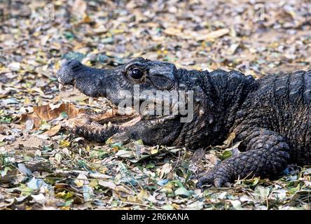 Dwarf Crocodile (Osteolaemus tetraspis) captive, The Madras Crocodile Bank Trust and Centre for Herpetology near Chennai, Tamil Nadu, South India Stock Photo