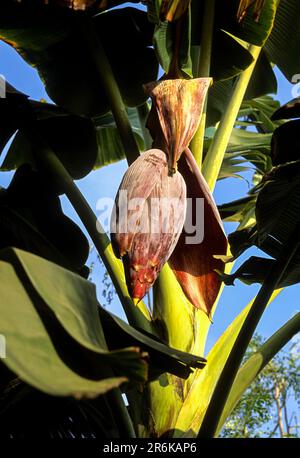 The flower of the banana (Musa paradisiaca Linn) tree can be used as food, Kerala, South India, India, Asia Stock Photo