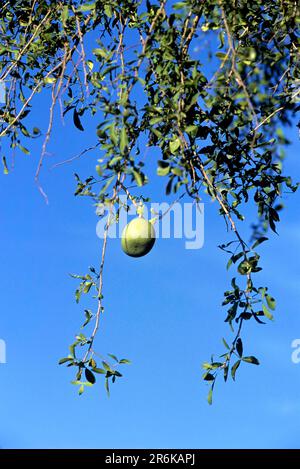 Bel fruit deals in tamil