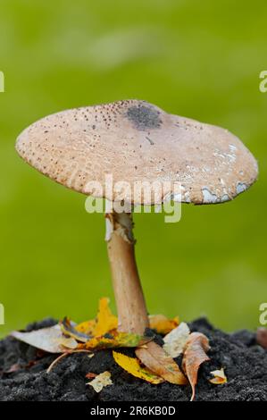 Freckled Dapperling (Lepiota aspera), North Rhine-Westphalia, Kegelschuppiger Schirmling Rauher Schirmling, Rauer Schirmling, Germany Stock Photo